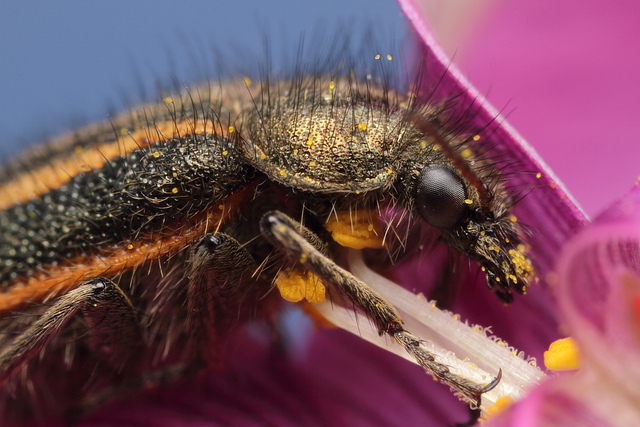 Bug Eating Pollen
