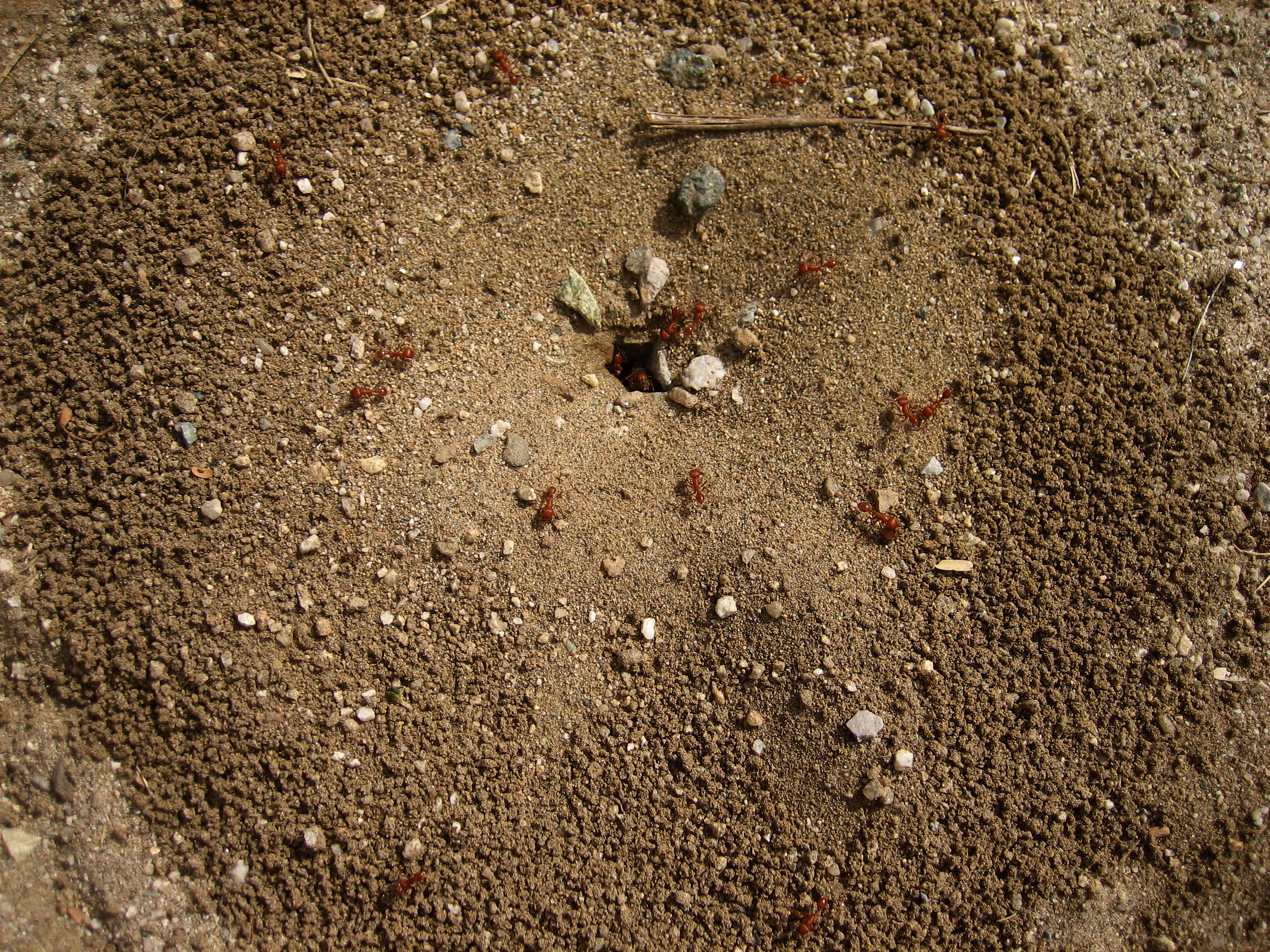 Ants