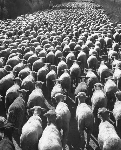 Sheep