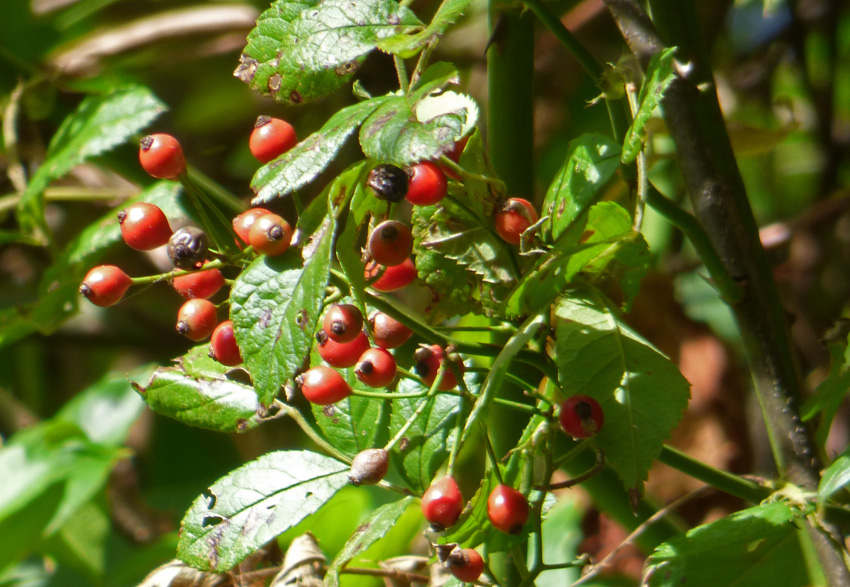 Rose Hips
