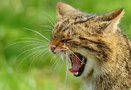 Cat Yawning