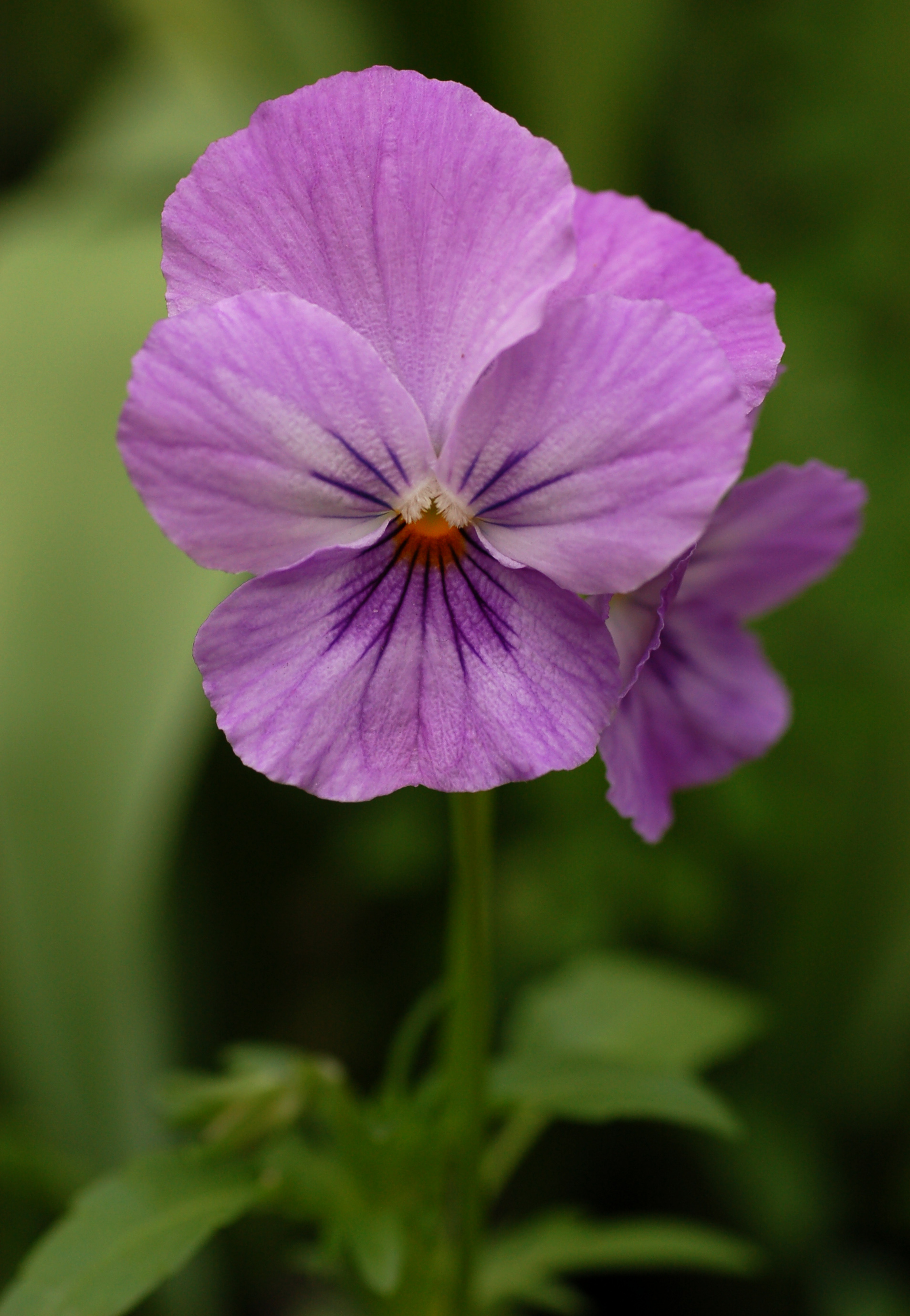 Pansy_Viola_x_wittrockiana_Purple_Cultivar_Flower_1907px