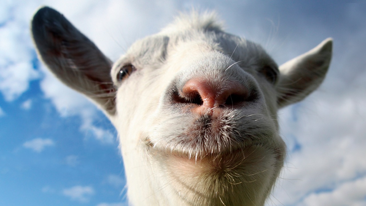 Baws Goat